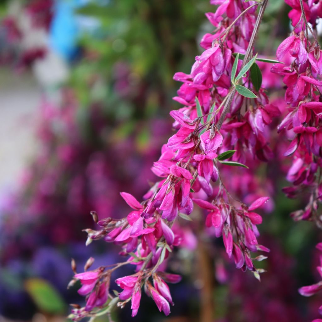 Lespedeza thunbergii