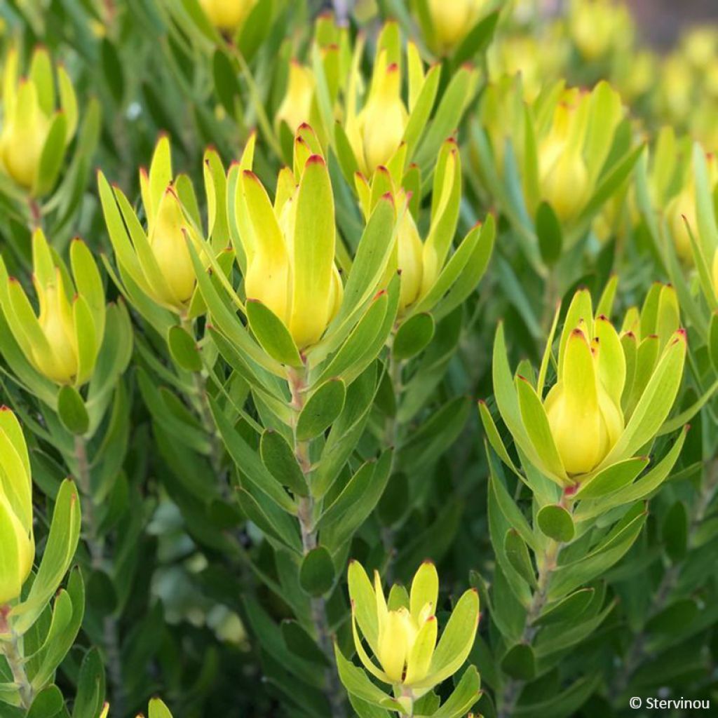 Leucadendron salignum x laureolum Safari Goldstrike - Conebush