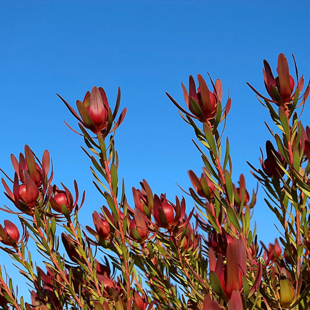 Leucadendron Safari Sunset - Conebush