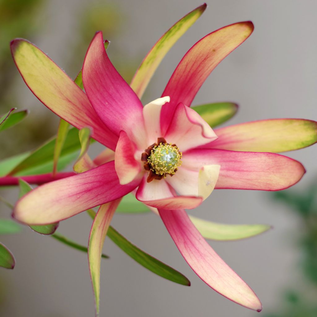 Leucadendron Safari Sunset - Conebush