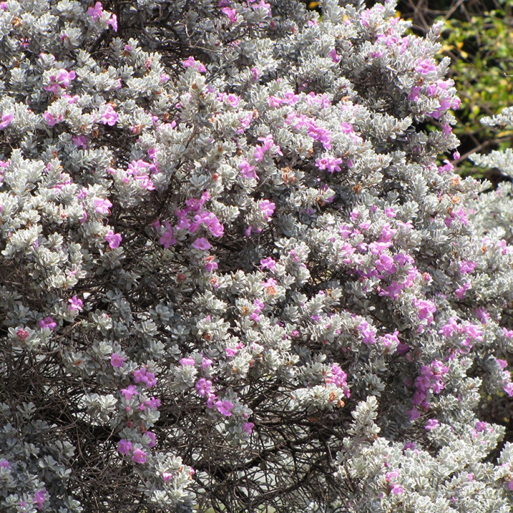 Leucophyllum frutescens