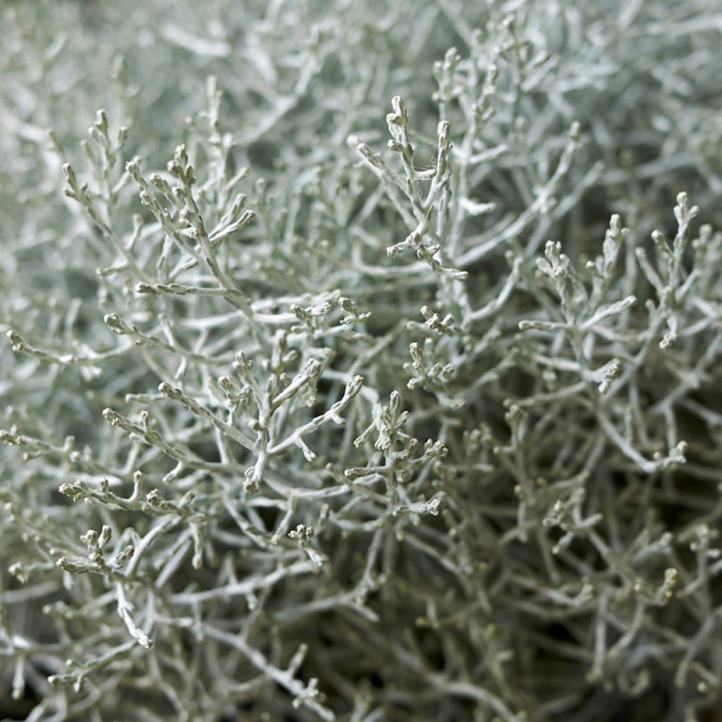 Leucophyta brownii  - Cushion Bush