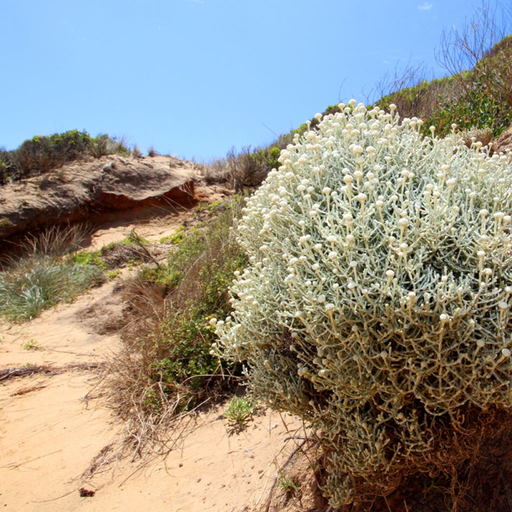 Leucophyta brownii  - Cushion Bush