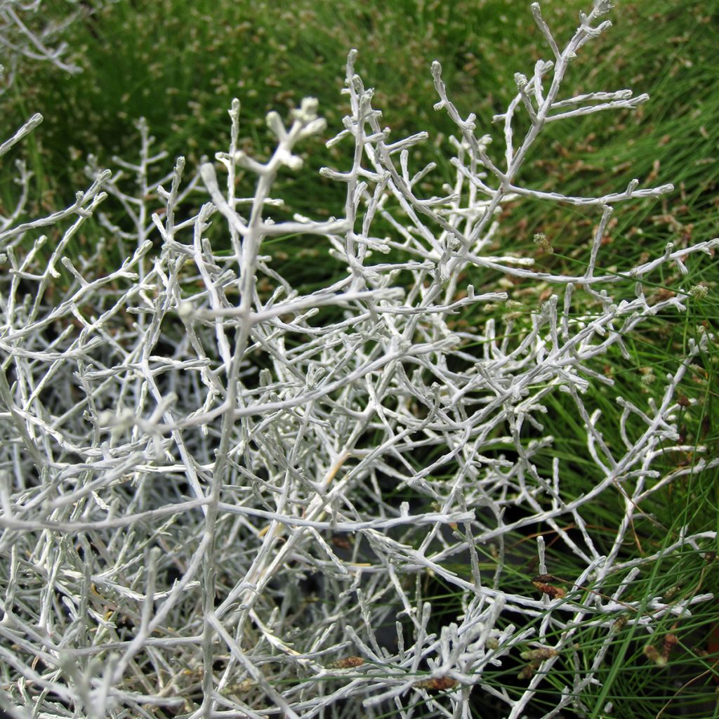 Leucophyta brownii  - Cushion Bush