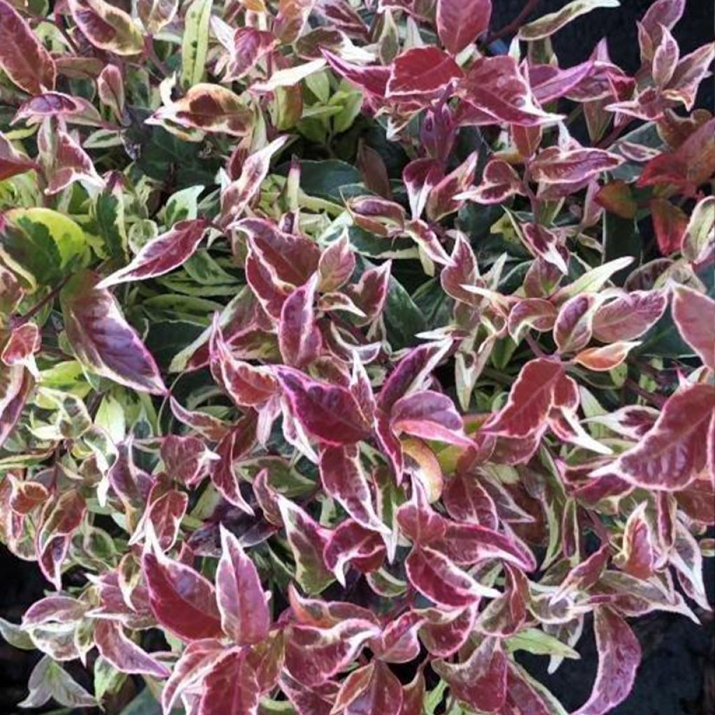 Leucothoe Firestar