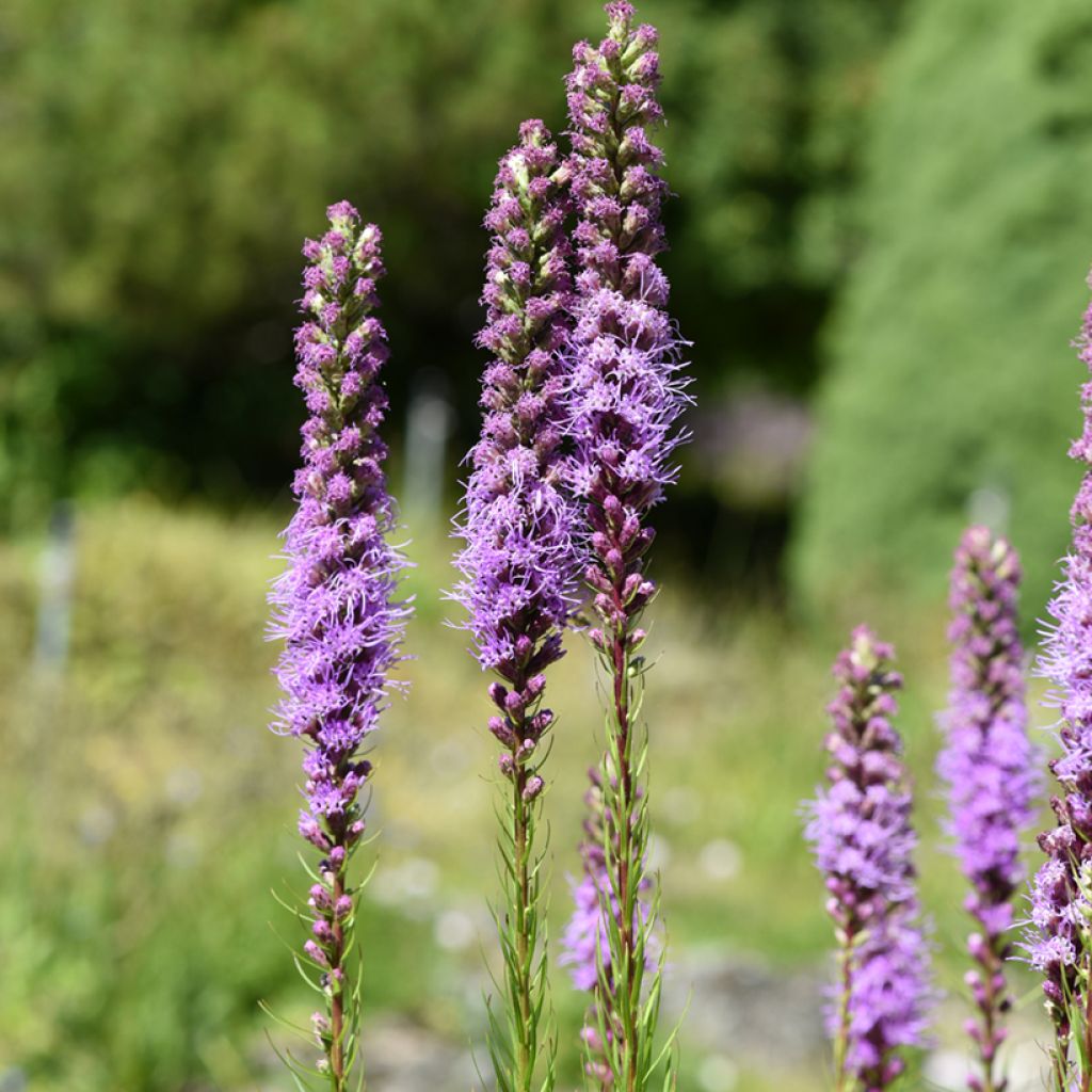 Liatris spicata