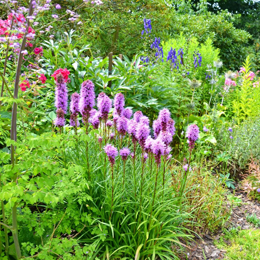 Liatris spicata