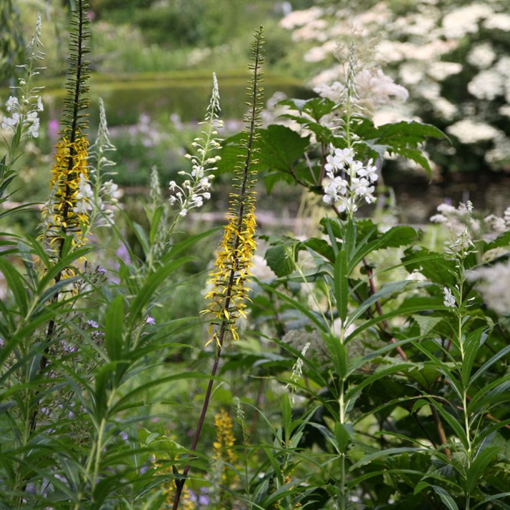 Ligularia przewalskii - Leopard Plant