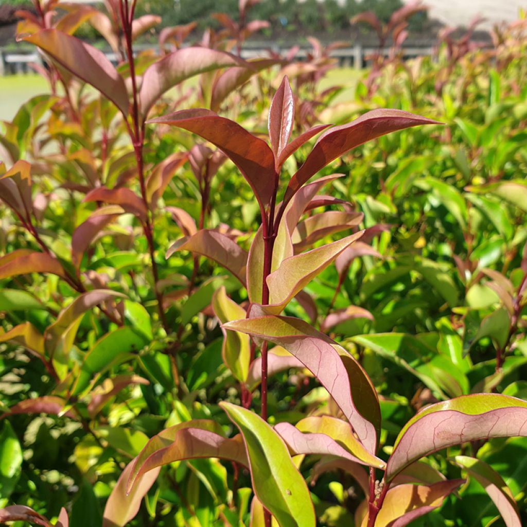 Ligustrum lucidum Bokrascreen