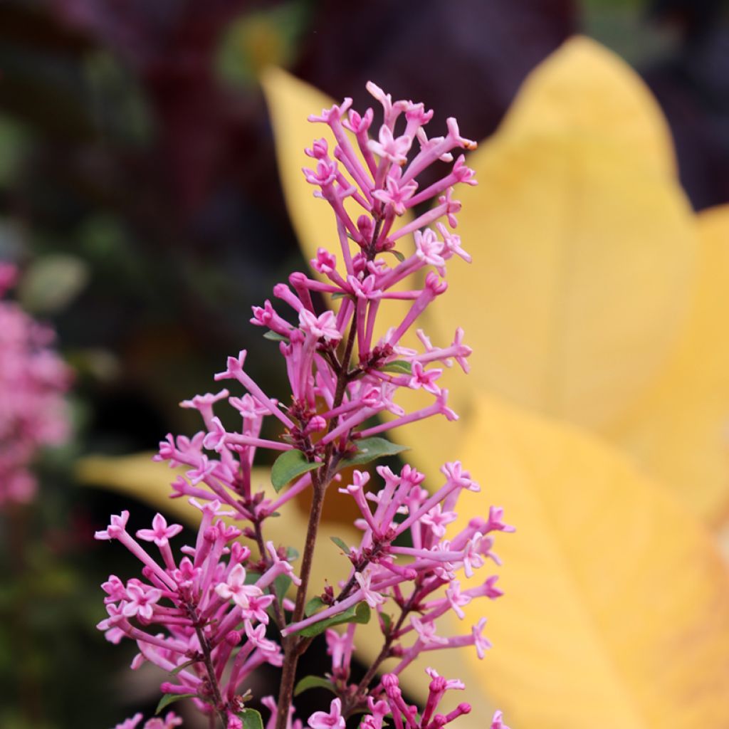 Syringa Pink Perfume - Lilac