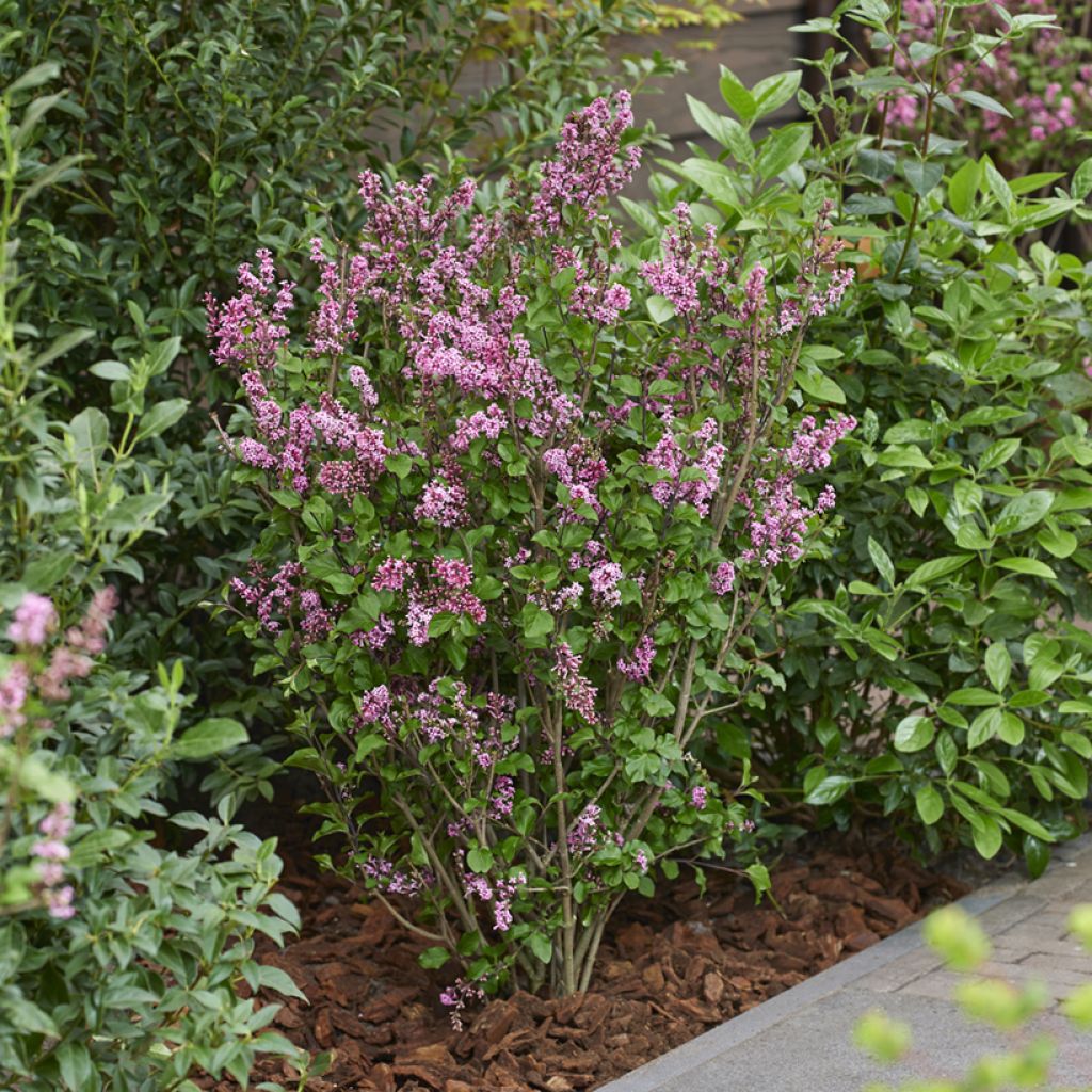 Syringa meyeri Little Rosie - Meyer's Lilac