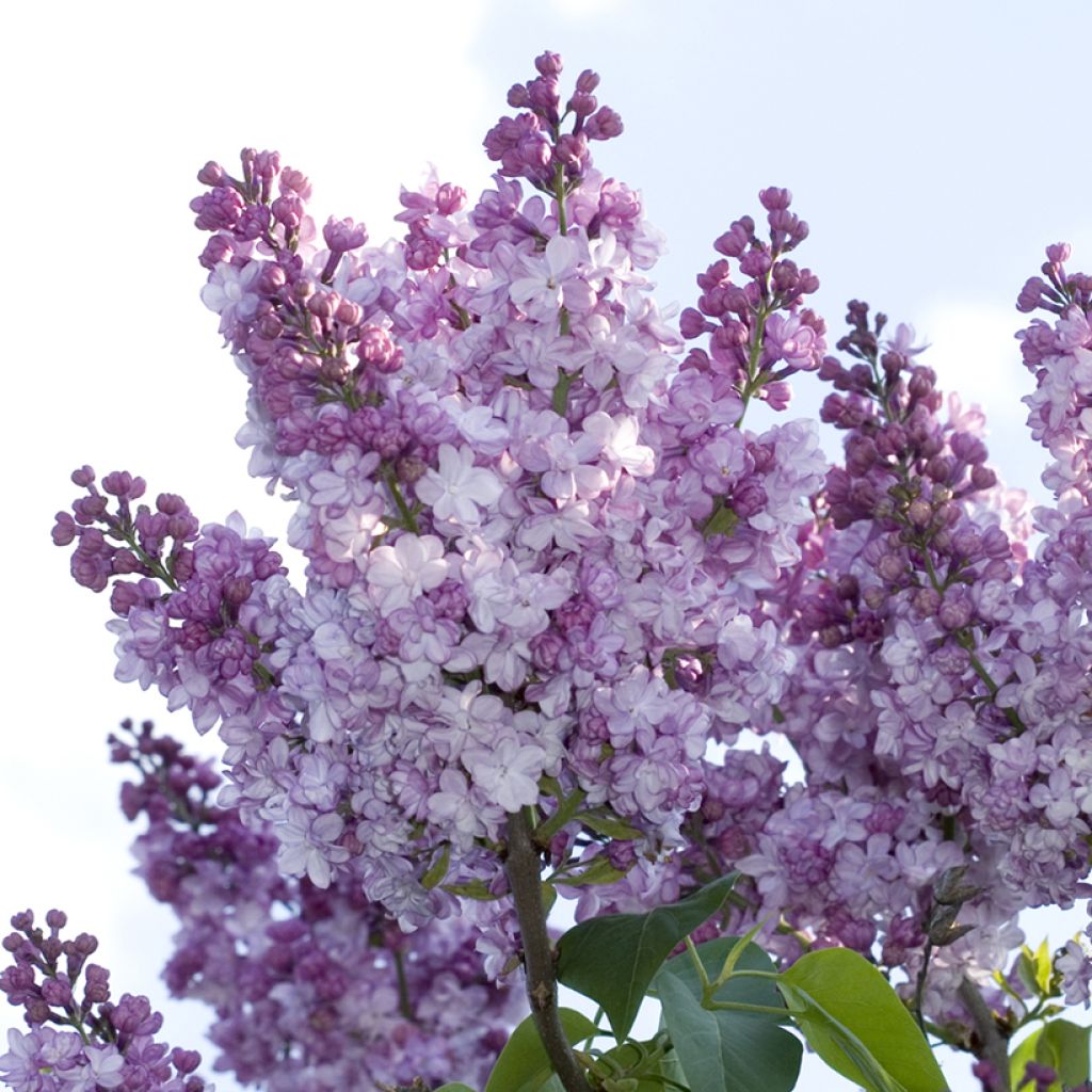 Syringa vulgaris Nadezhda