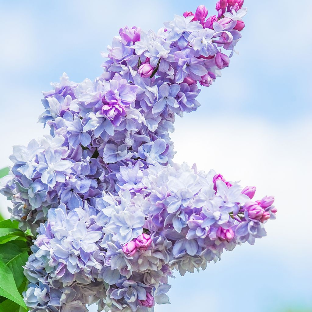 Syringa vulgaris Nadezhda