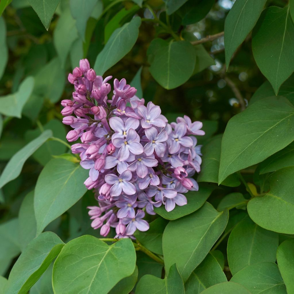 Syringa vulgaris - Common Lilac