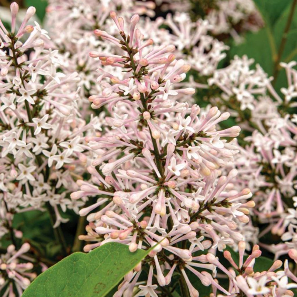 Syringa patula Dream Cloud - Korean Lilac