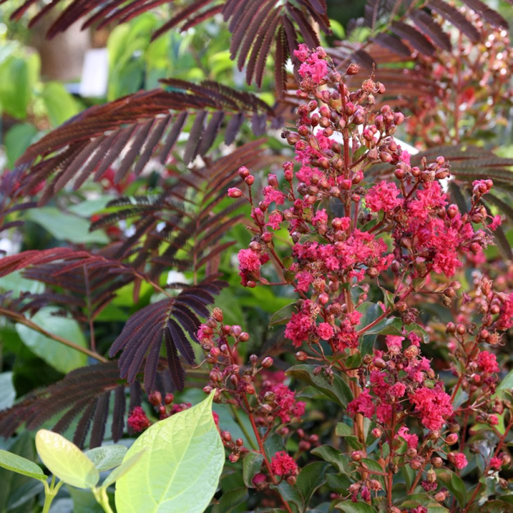 Lagerstroemia indica Berry Dazzle