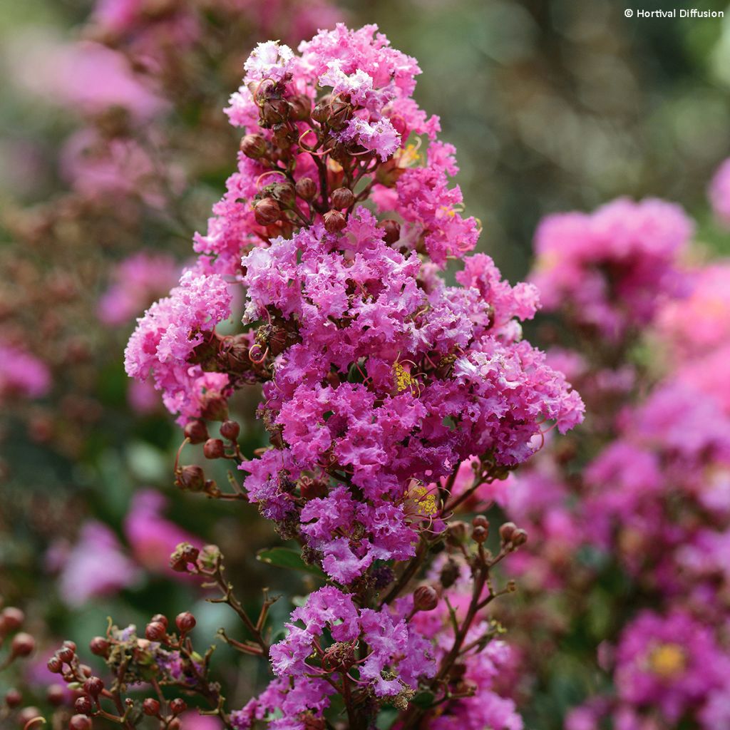 Lagerstroemia Enduring Summer Lavender - Crape Myrtle