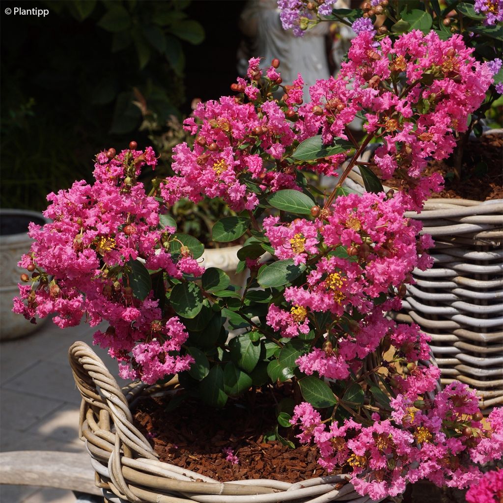 Lagerstroemia indica Girl with Love - Crape Myrtle