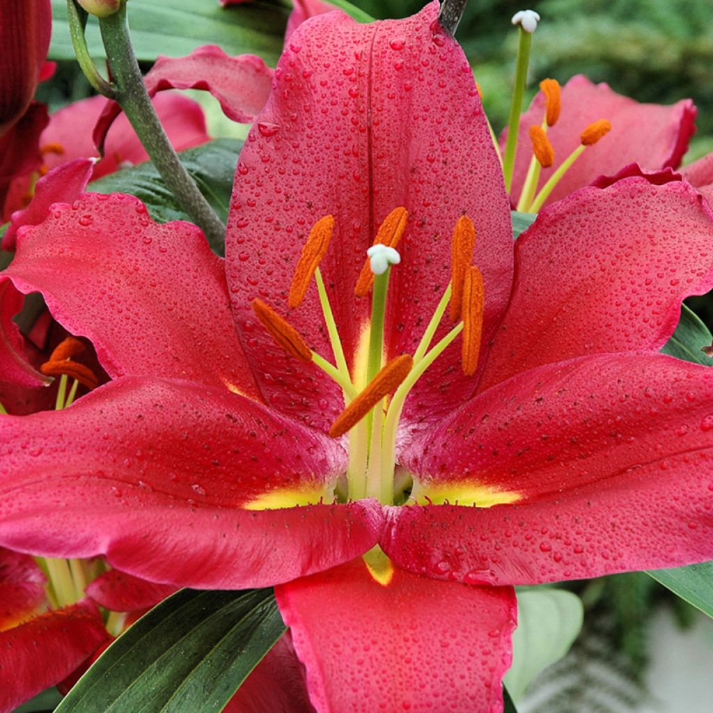 Lilium Bacardi - Lily