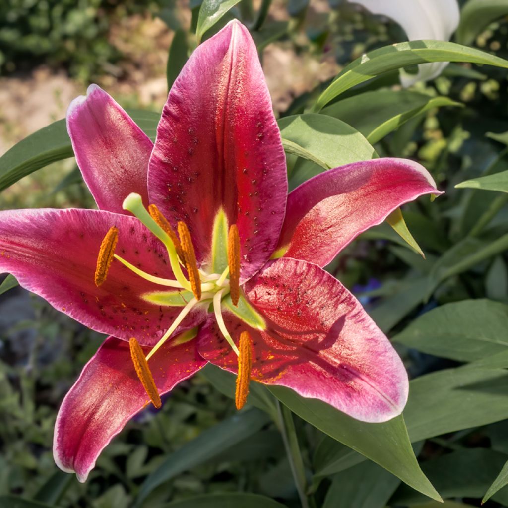 Lilium Bacardi - Lily