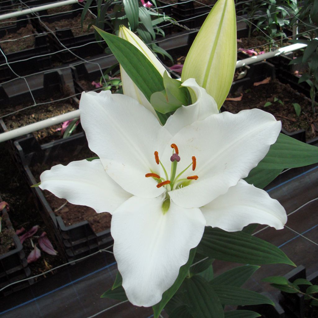 Lilium Premium Blond