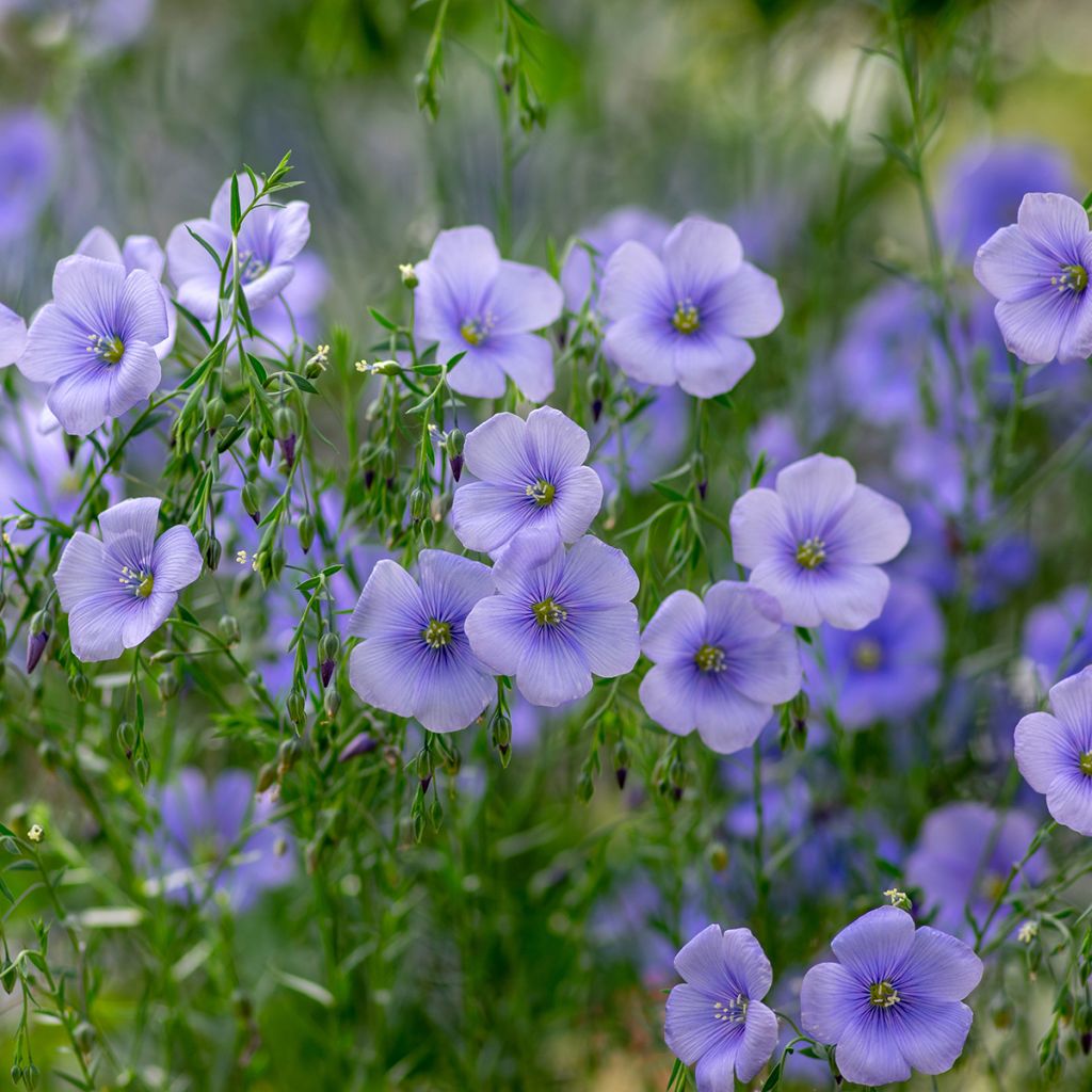 Flax seeds - Linum usitatissimum - green manure