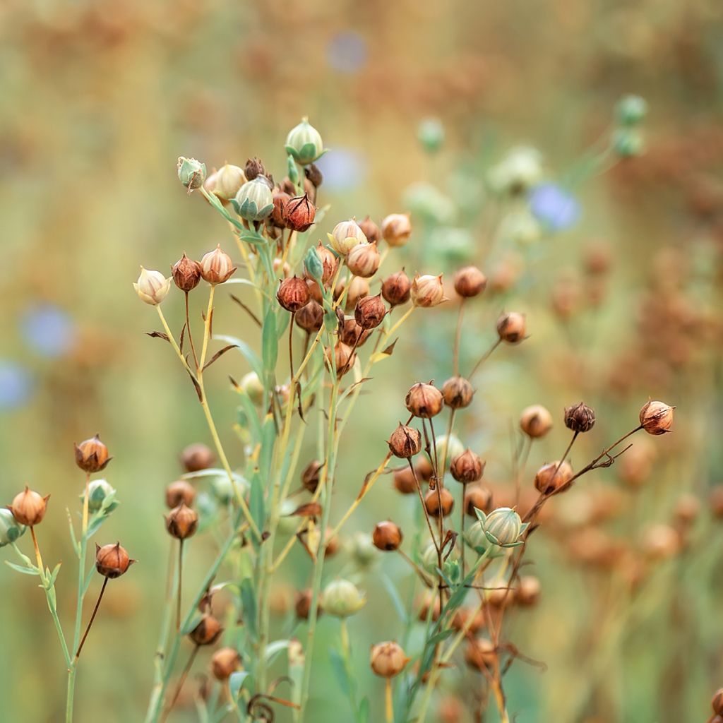 Flax seeds - Linum usitatissimum - green manure