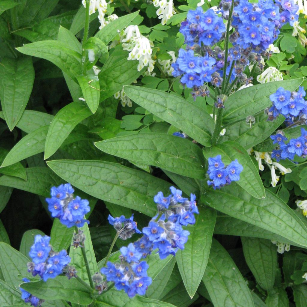 Lindelofia longiflora