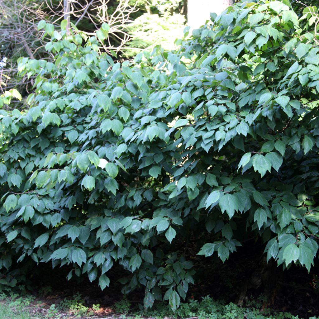 Lindera obtusiloba - Oriental Spicebush