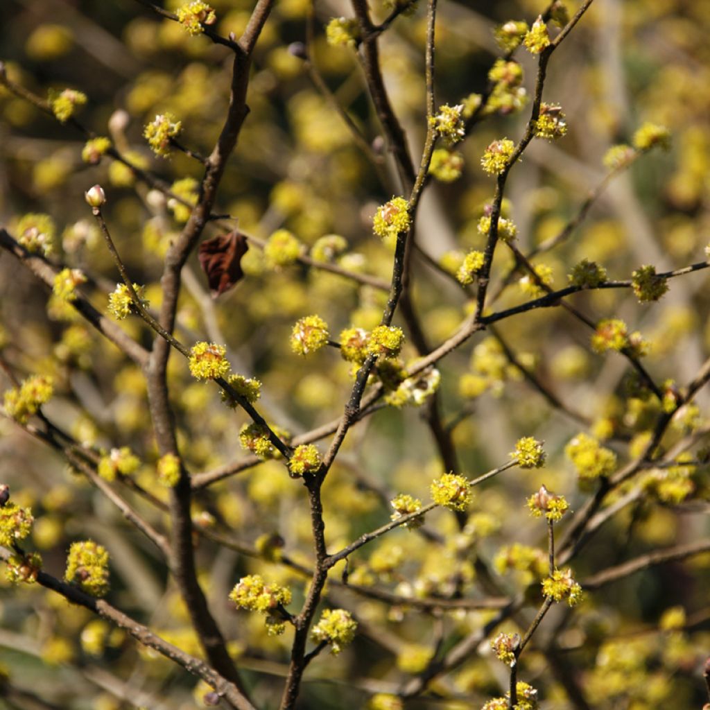 Lindera obtusiloba - Oriental Spicebush