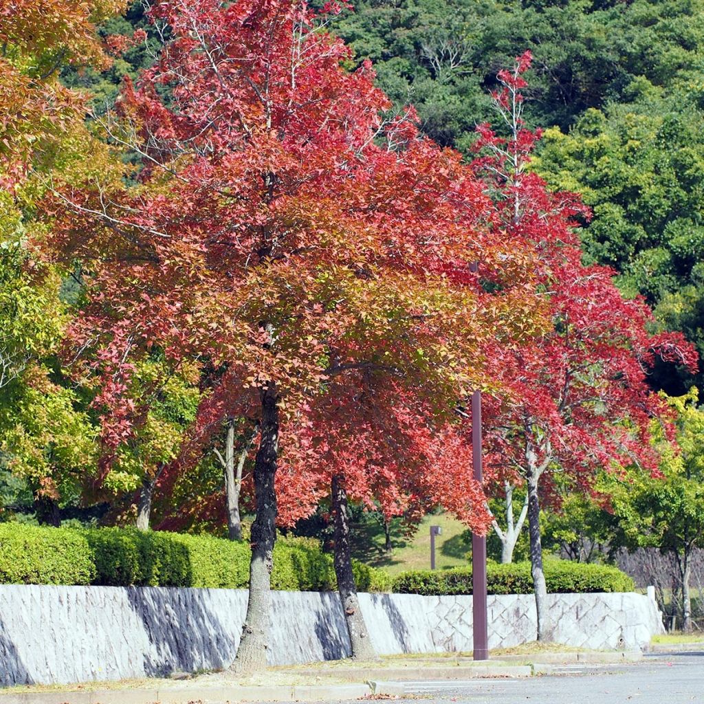 Liquidambar formosana