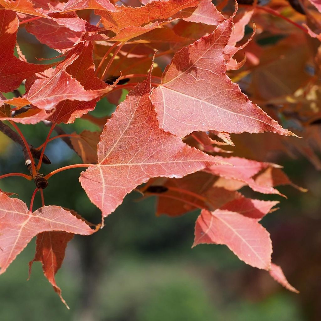 Liquidambar formosana