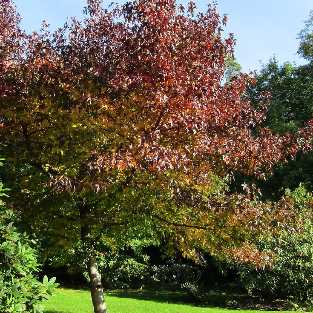 Liquidambar styraciflua Andrew Hewson - American Sweetgum