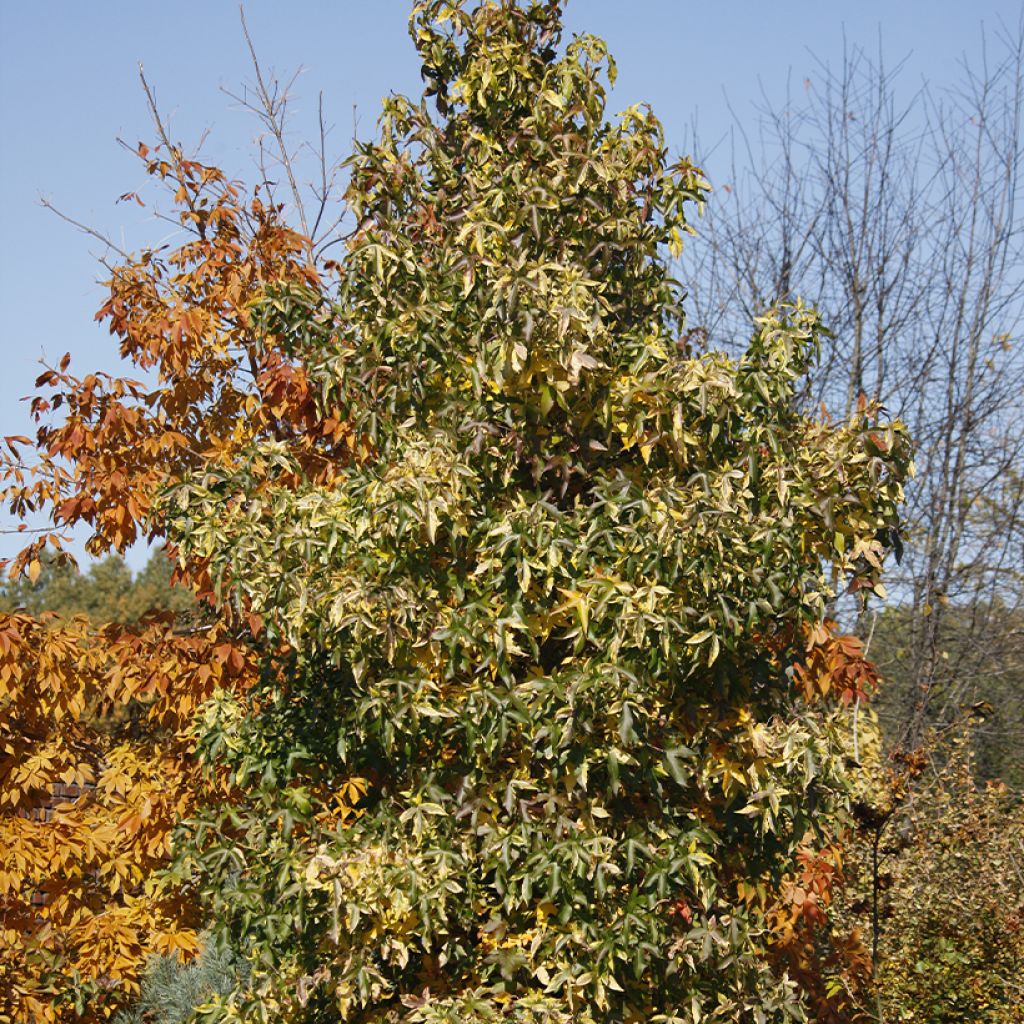 Liquidambar styraciflua Aurora