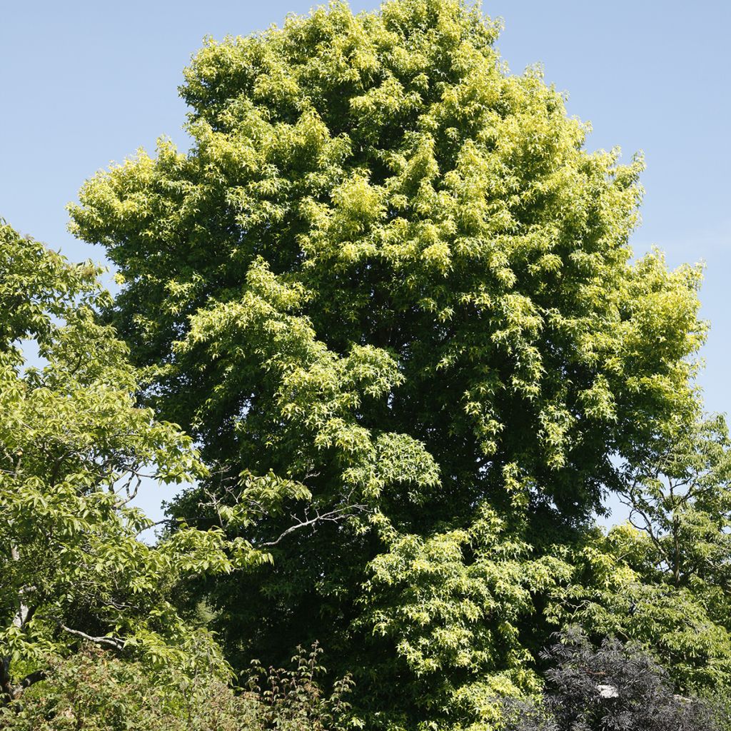 Liquidambar styraciflua Aurora