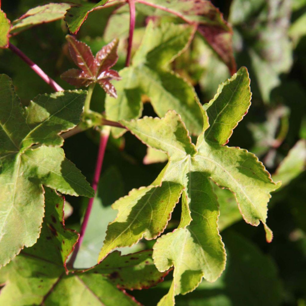 Liquidambar styraciflua Gum Ball - Copalme d'Amérique