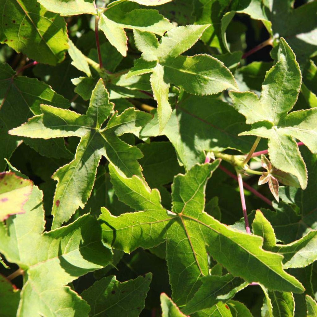 Liquidambar styraciflua Gum Ball - Copalme d'Amérique