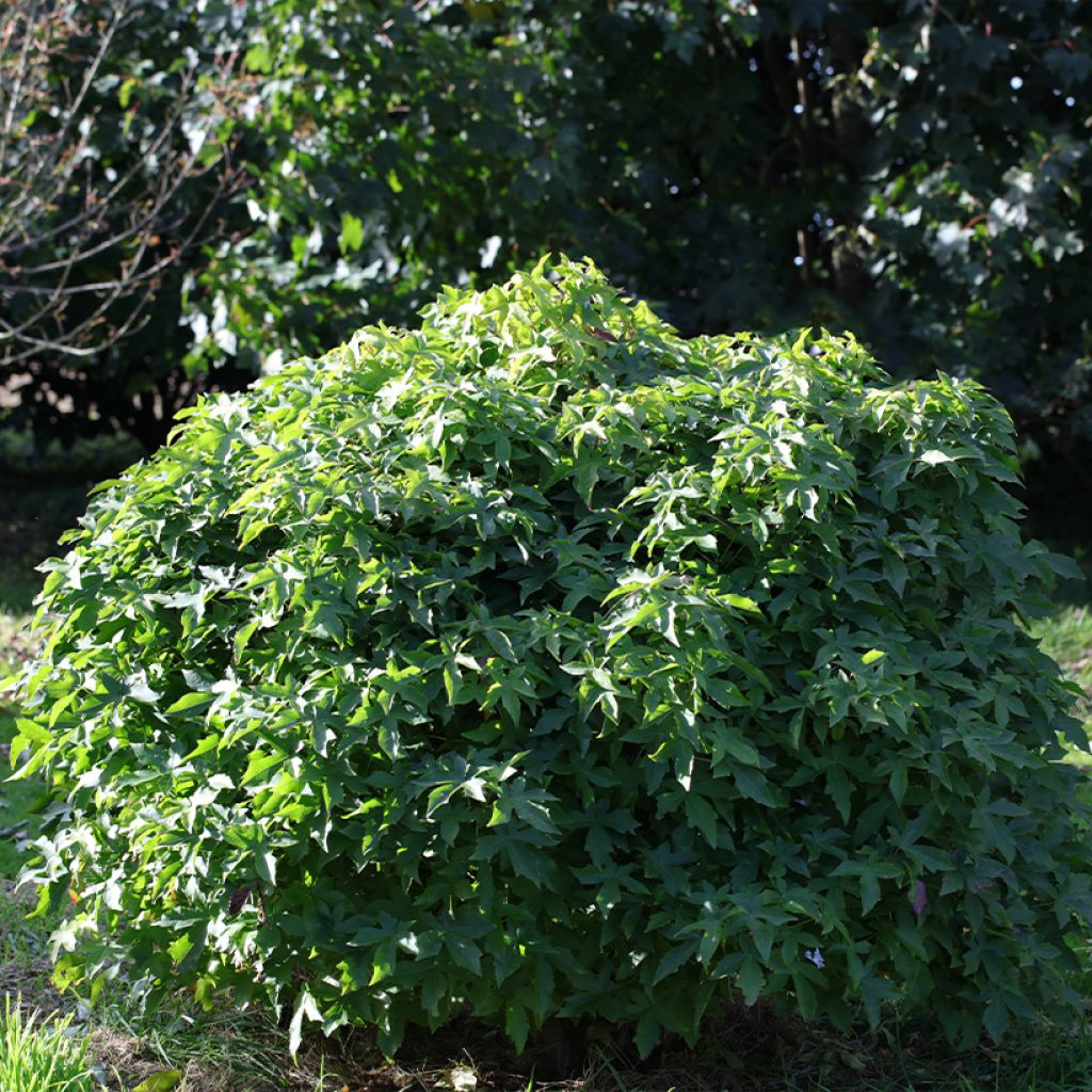 Liquidambar styraciflua Gum Ball - American Sweetgum