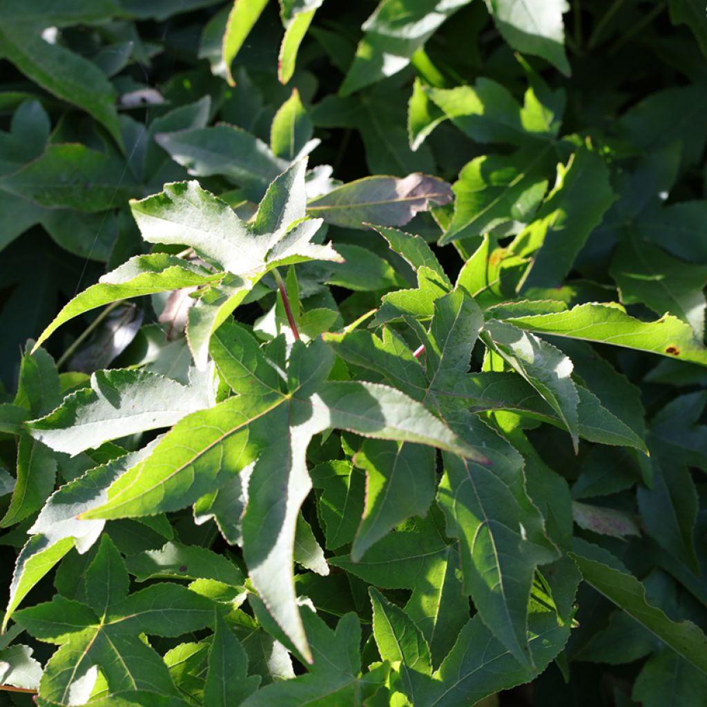 Liquidambar styraciflua Gum Ball - American Sweetgum