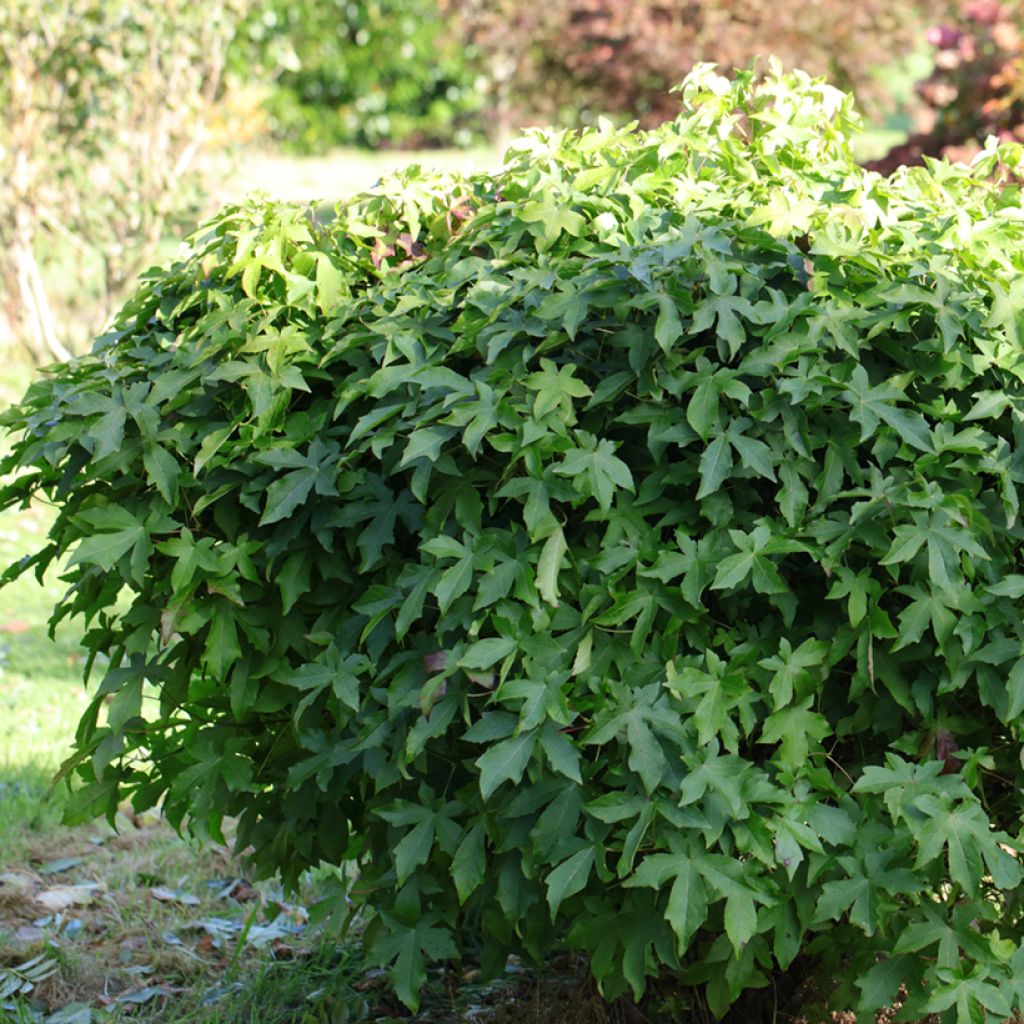 Liquidambar styraciflua Gum Ball - American Sweetgum