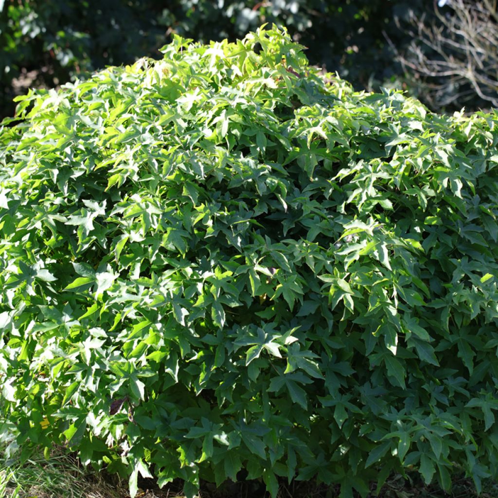 Liquidambar styraciflua Gum Ball - Copalme d'Amérique