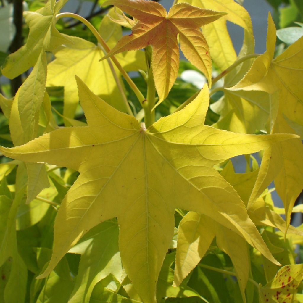 Liquidambar styraciflua Naree - American Sweetgum