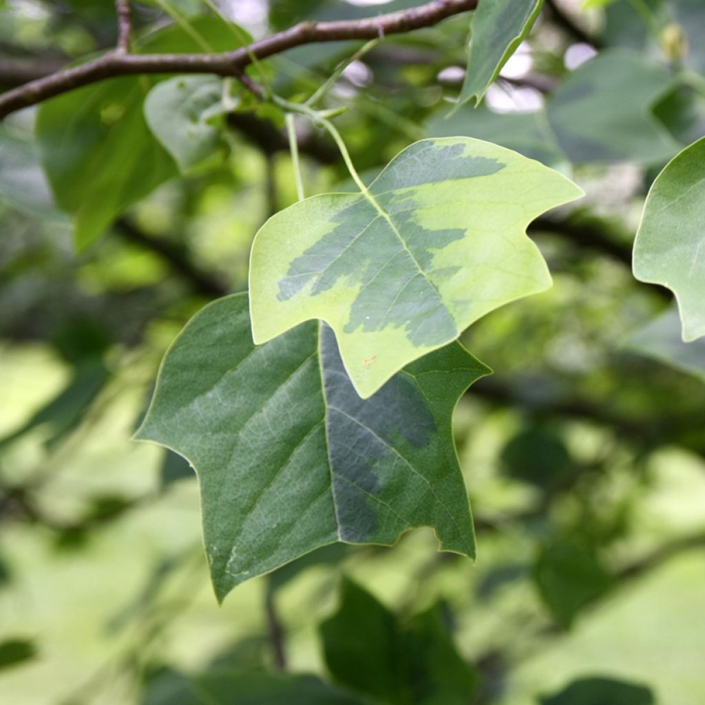 Liriodendron tulipifera Aureomarginatum