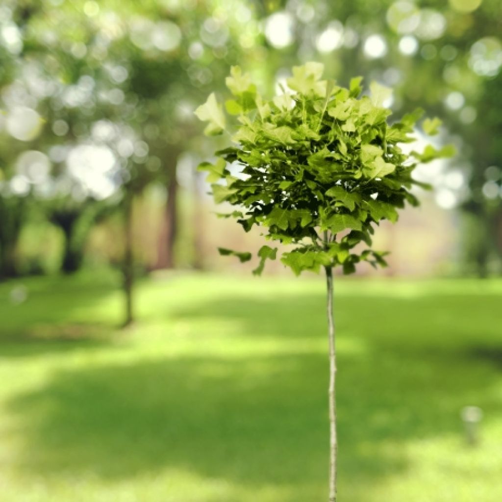 Liriodendron tulipifera Edward Gursztyn - Tulip Tree