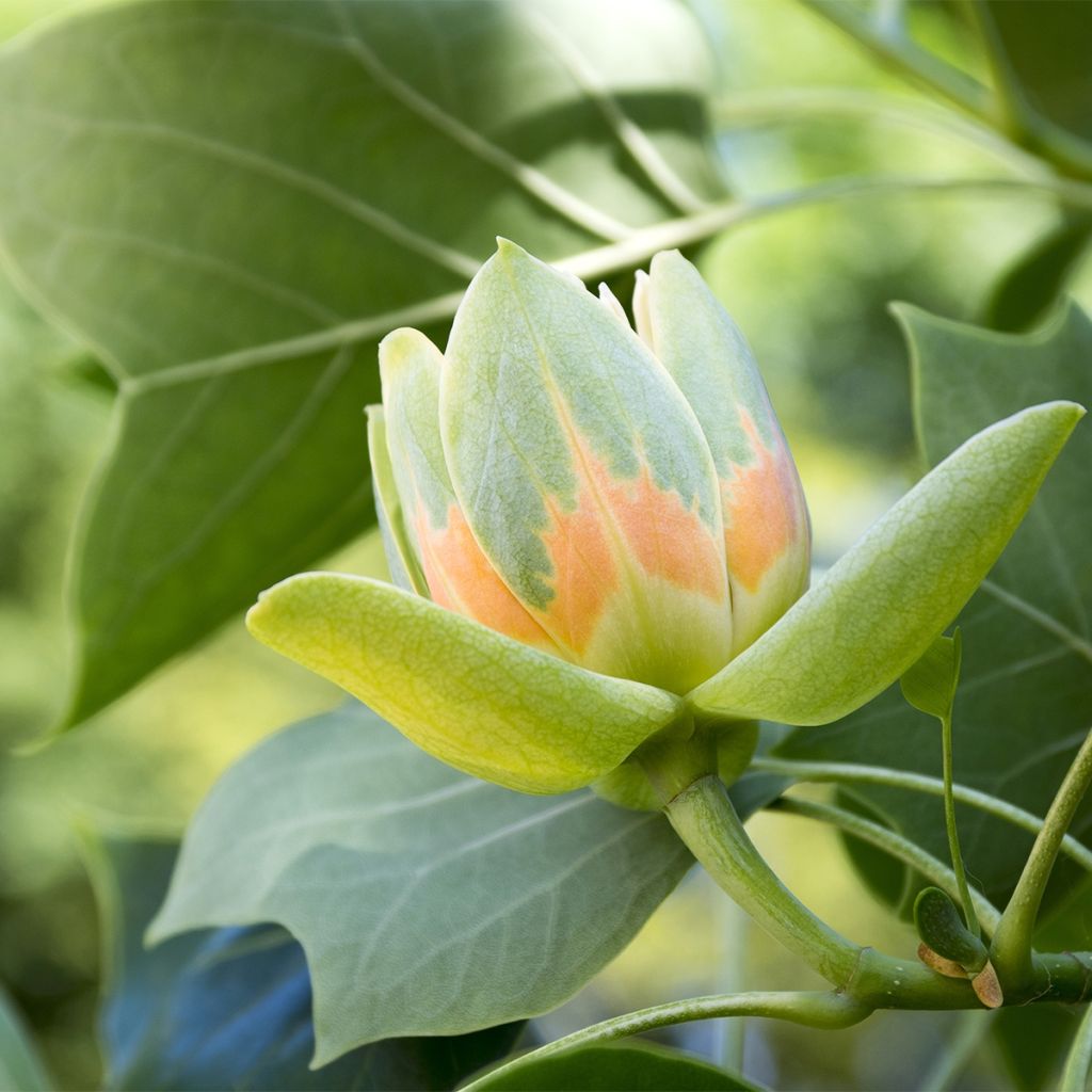 Liriodendron tulipifera Edward Gursztyn - Tulip Tree