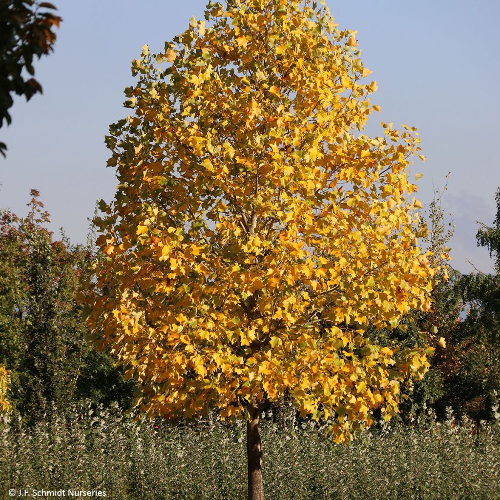 Liriodendron tulipifera Emerald City - Tulip Tree