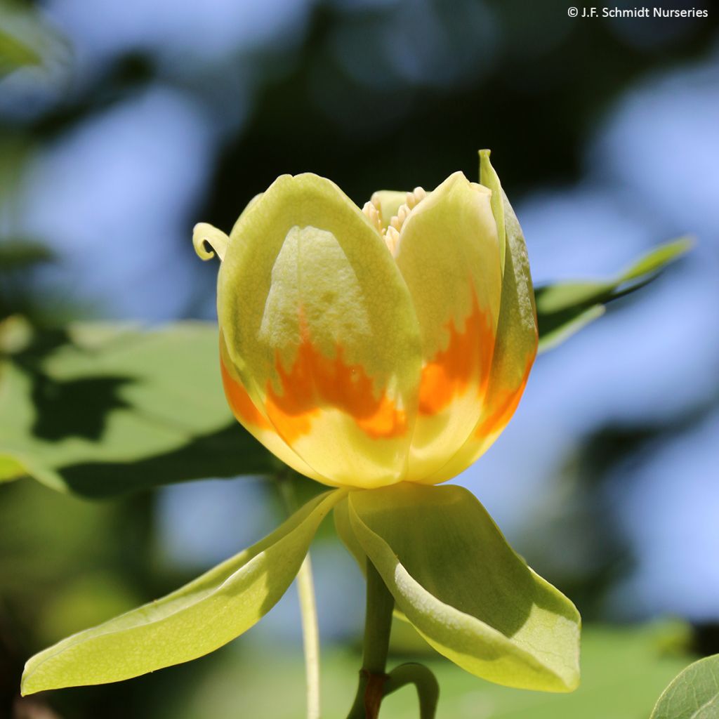 Liriodendron tulipifera Emerald City - Tulip Tree