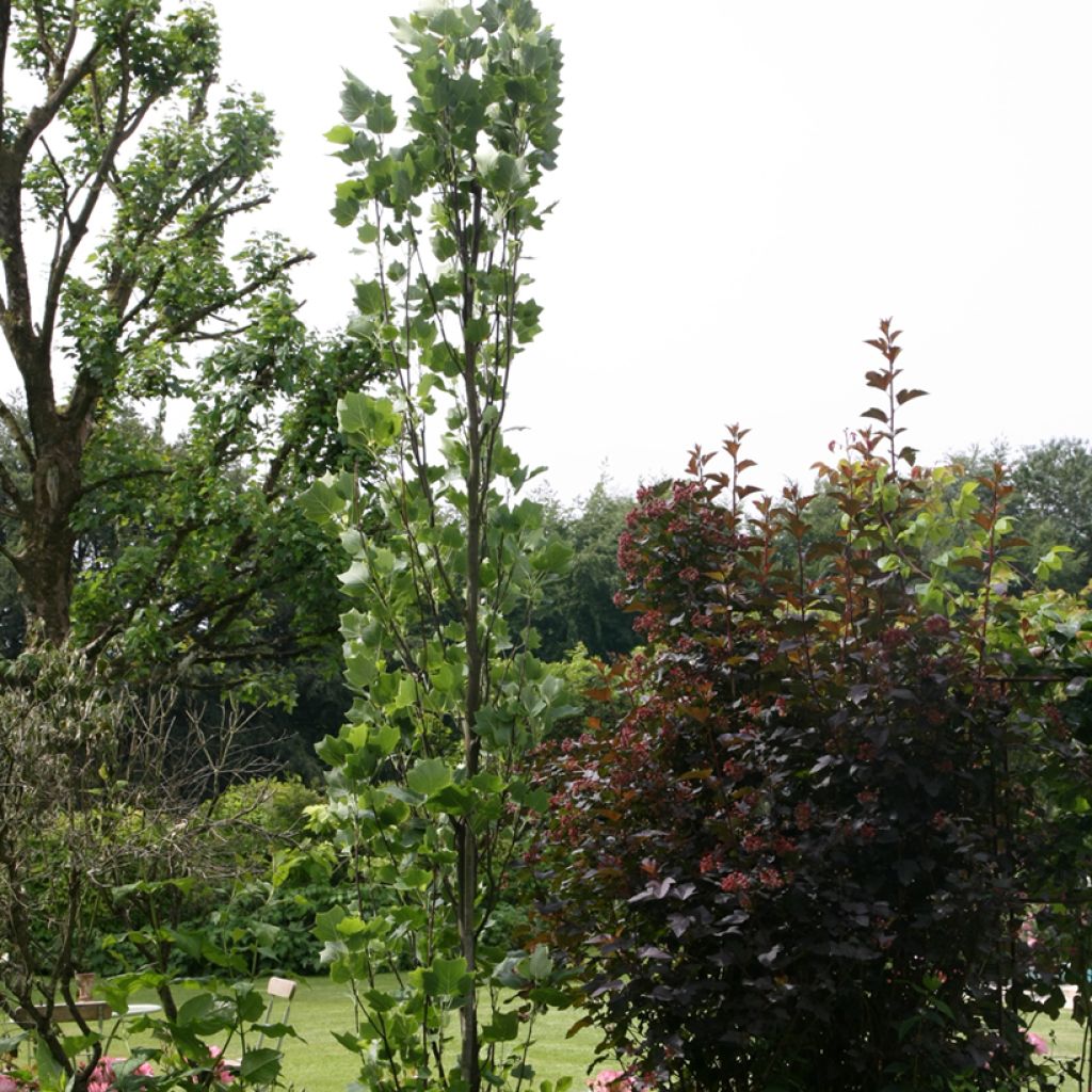 Liriodendron tulipifera Fastigiatum - Tulip Tree