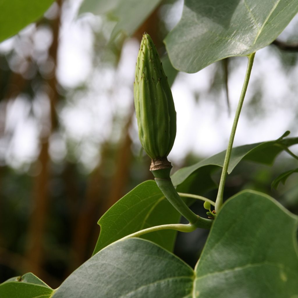 Liriodendron tulipifera - Tulip Tree