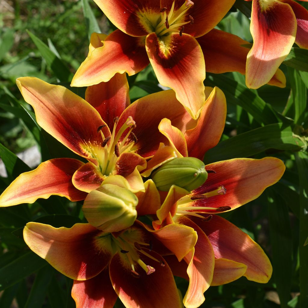 Lilium Avalon Sunset - Oriental Lily